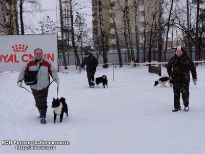 собаки.jpg