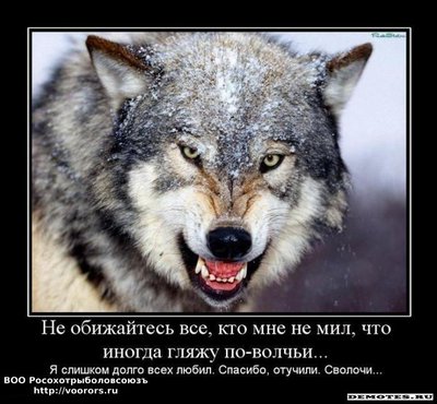 1269200869_1ne-obizhajtes-vse-kto-mne-ne-mil-chto-inogda-glyazhu-po-volchi.jpeg