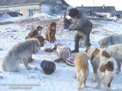 чукча рубит нерпу.JPG