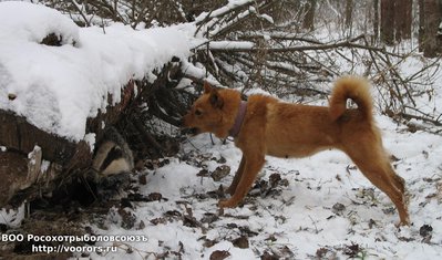 Плута и барсук 2.jpg