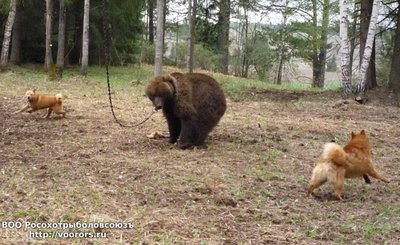 Урс и Плута закруживают медведя.JPG