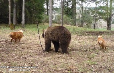 Урс и Плута по медведю 2.JPG