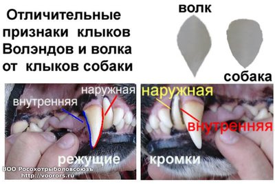 отличие.JPG