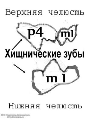 Хищнические зубы.JPG