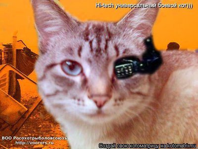 кот.jpg