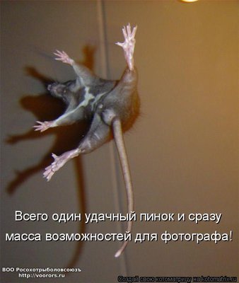 воз.jpg