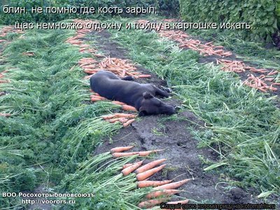 кость.jpg