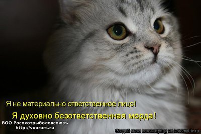 морда.jpg