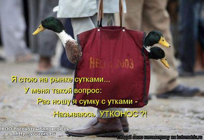 ут.jpg