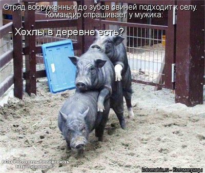 свин2.jpg