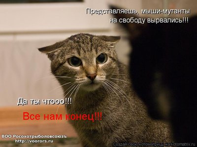 кон.jpg