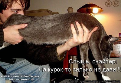 кур.jpg