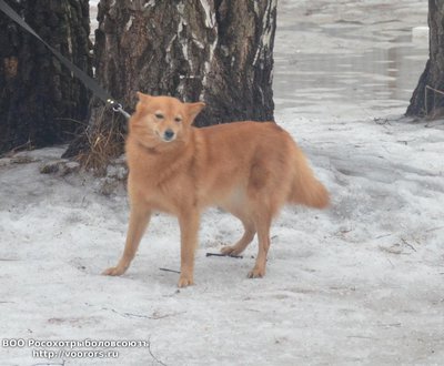 сст3.JPG