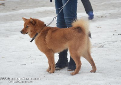см2.JPG