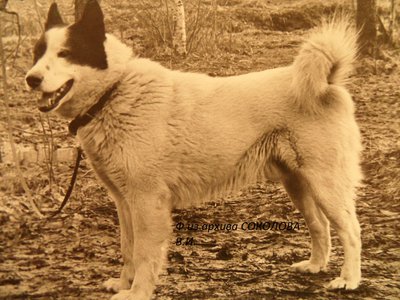 Дозор р 1971 от Дика 1271 и Стрелки Ушанова Вл.Яковлев А.И..JPG