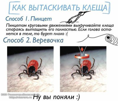 klesh2_1.jpg