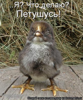 пет.jpg