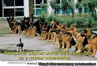 барс.jpg
