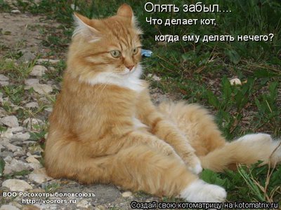 кот.jpg