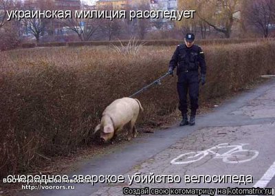 лис.jpg