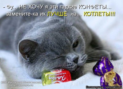 кон.jpg