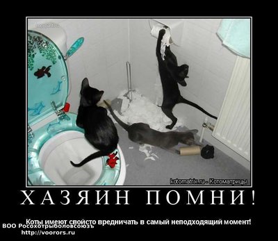 кот.jpg