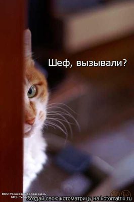 шеф.jpg