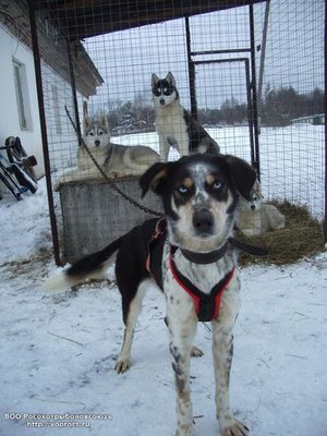 aljaskinskij-haski-.jpg