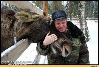 гифка-лось-живность-авто-805756.jpeg
