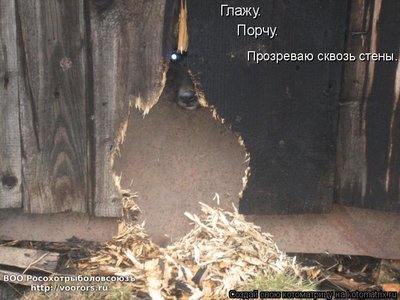проз.jpg