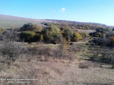 30 10 cows.jpg