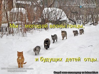 мол.jpg