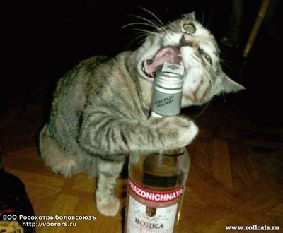 www.roflcats.ru-8.jpg