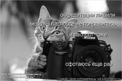 миш.jpg