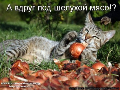 шел.jpg