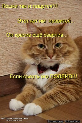 кот21.jpg
