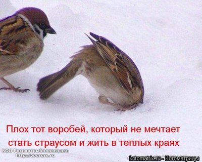 ст.jpg