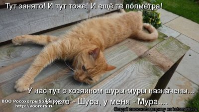 шур.jpg