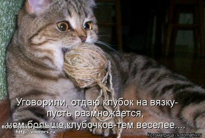 вяз.jpg