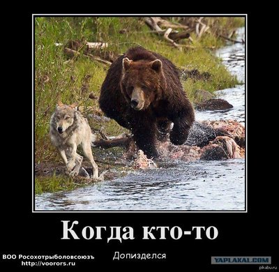 002_bear-dog.jpg