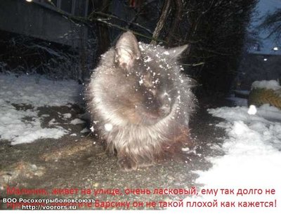 274213322_3_644x461_malchik-zhivet-na-ulitse-ochen-laskovyy-emu-tak-dolgo-ne-prozhit-koshki.jpg
