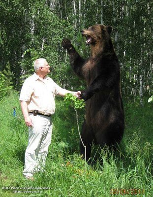 медв.jpg