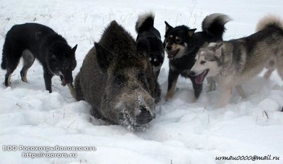 ред кабан и всл.jpg