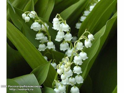 DJURDJEVAK-Convallaria-majalis_slika_XL_4071876[1].jpg