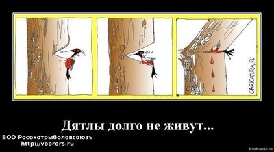 дятел.jpg