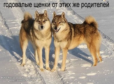 щенки 3.JPG