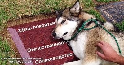 собаководство 2.jpg