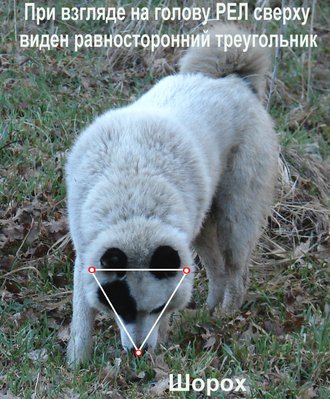 Шорох треугольник.JPG