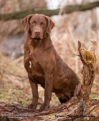 296-sandbar-chesapeake-bay-retrievers.jpg