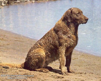 chesapeake_bay_retriever-3.jpg